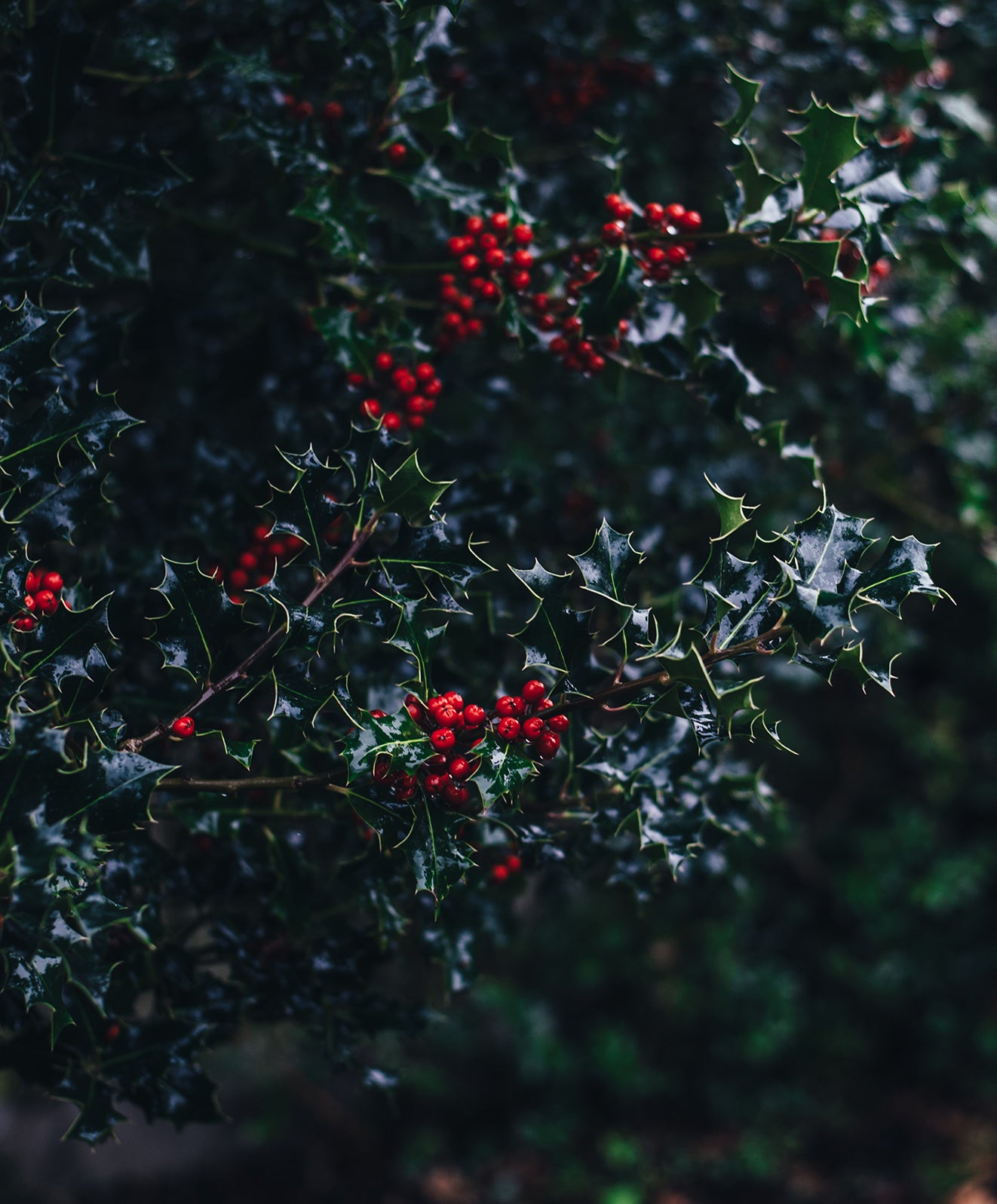 Green holly plant with red berries.