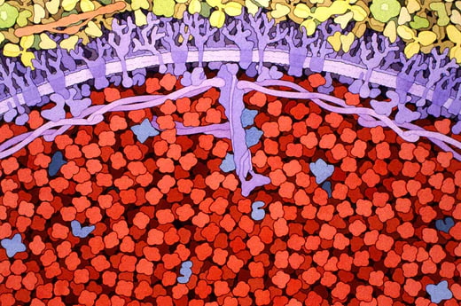 How to read a protein label
