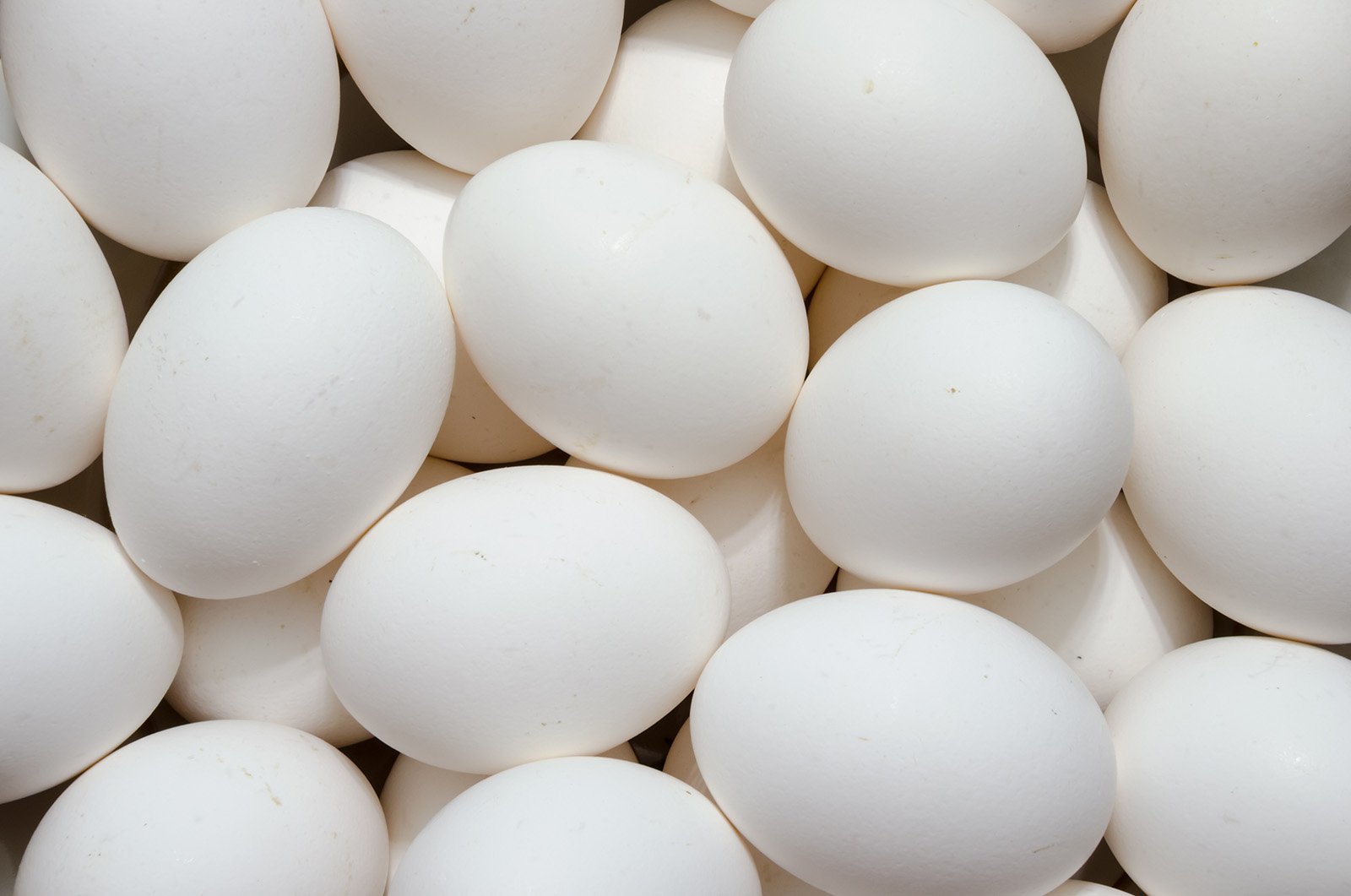How much protein is in egg white?