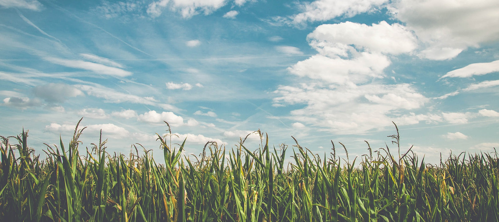 Cornfield against a blue sky with white clouds.